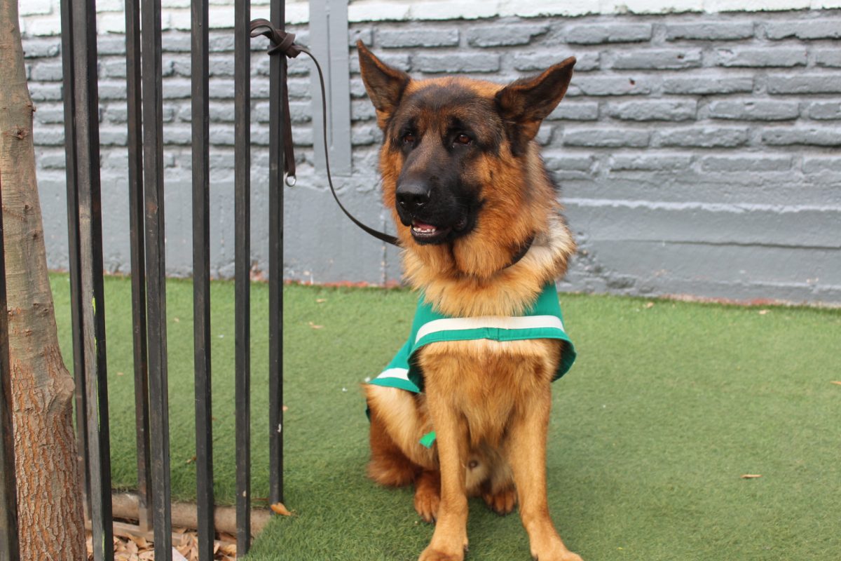 GRUPO CANINO DE CARABINEROS