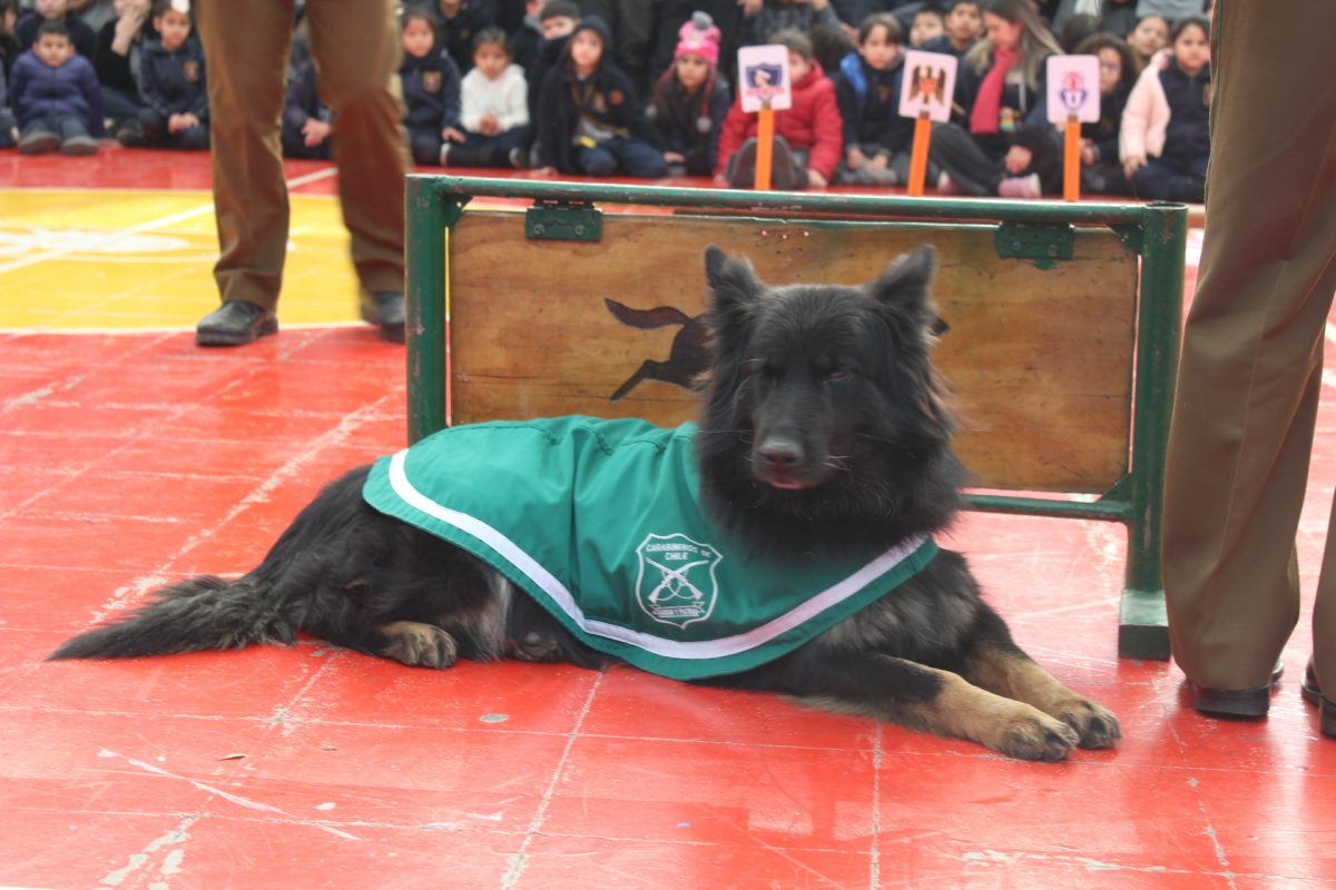 GRUPO CANINO DE CARABINEROS